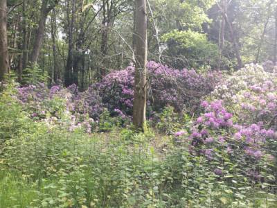 Bloeiende rhododendrons in Gorp en Roovert